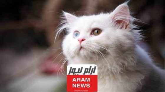 اسماء قطط ذكور عربية جديدة