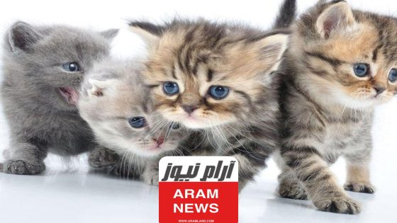 أسم للقطة الذكر 300+ اسماء قطط ذكور عربية واجنبية جديدة 2023