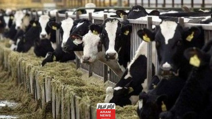  العمالة اللازمة لمشروع تربية الأبقار الحلوب