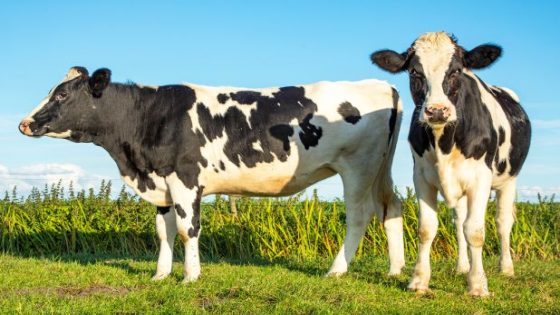 مشروع تربية الأبقار الحلوب 7 خطوات لدراسة جدوى ناجحة